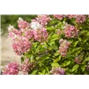 bellaflora Gartencenter GmbH