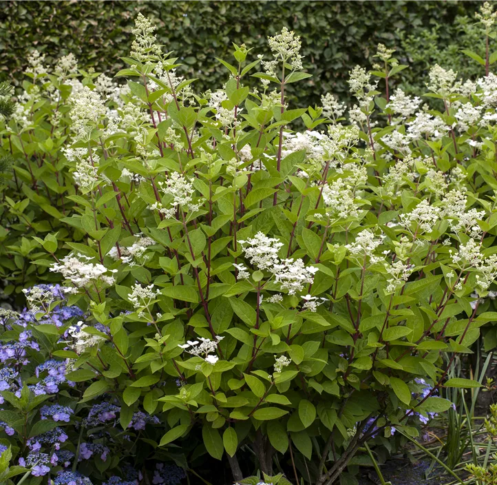 Rispenhortensie 'Wim's Red'(s)