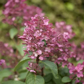Hydrangea paniculata Wims Red (Lieferartikel)