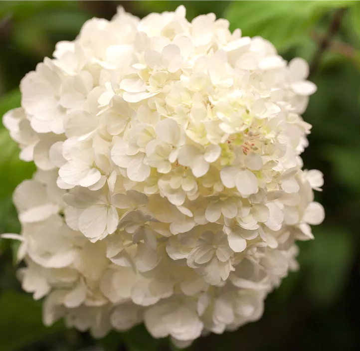 Rispenhortensie 'Wim's Red'(s)