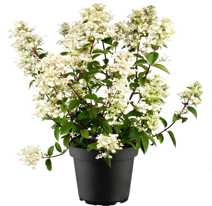 Rispenhortensie 'Wim's Red'(s)