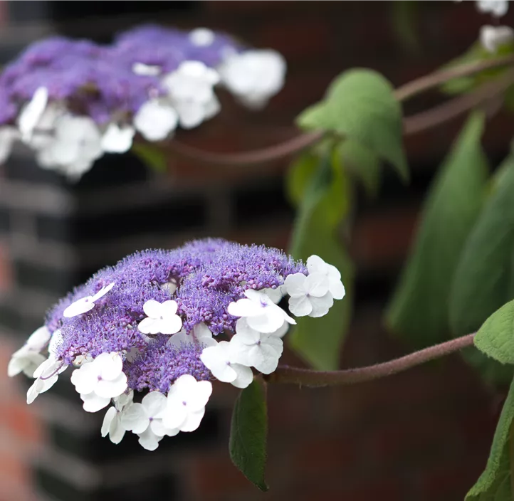 Samt-Hortensie