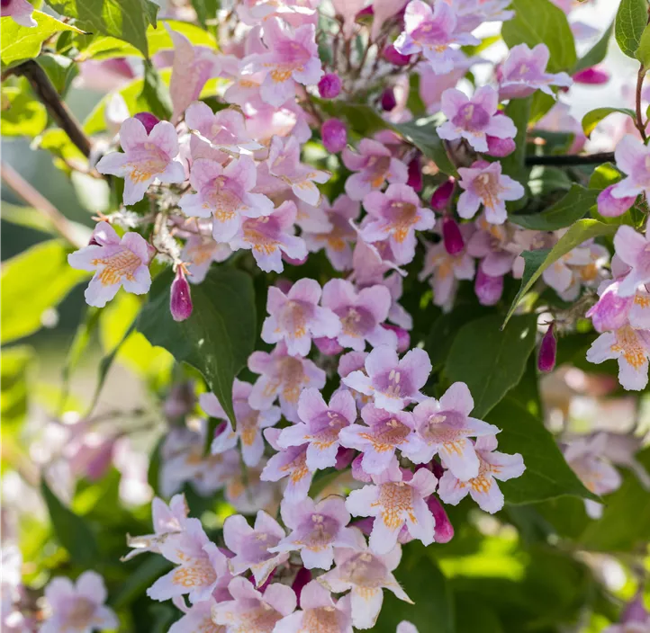 Perlmuttstrauch 'Rosea'