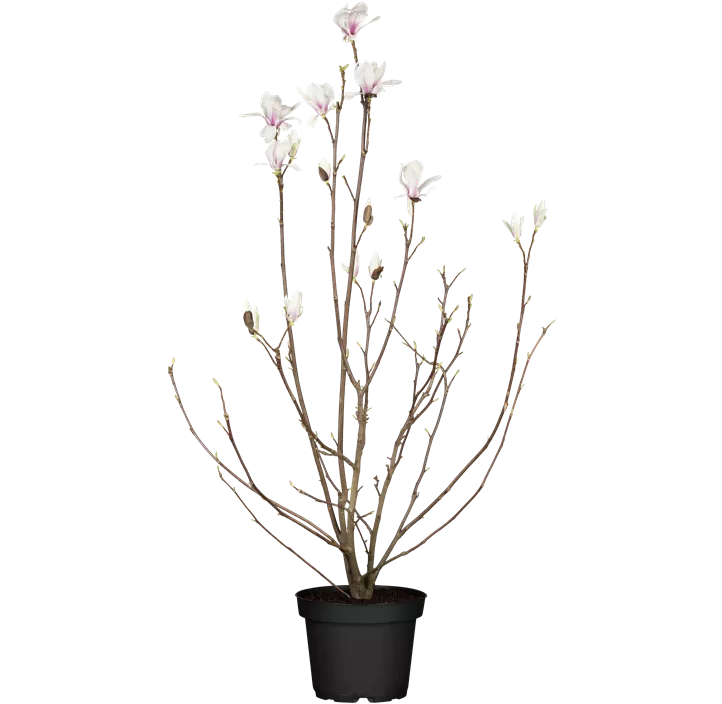 Purpurmagnolie 'Betty'