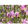 bellaflora Gartencenter GmbH