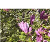 bellaflora Gartencenter GmbH