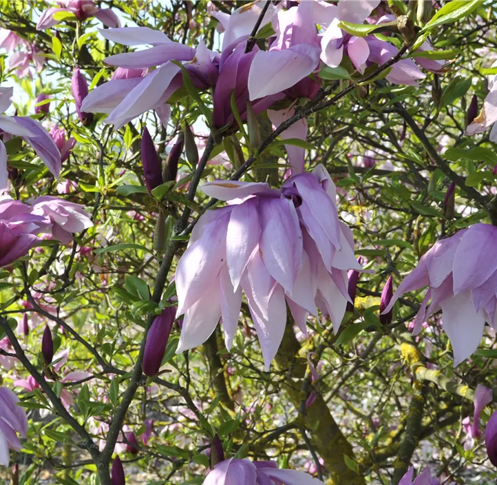 Purpurmagnolie 'Betty'
