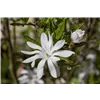 bellaflora Gartencenter GmbH