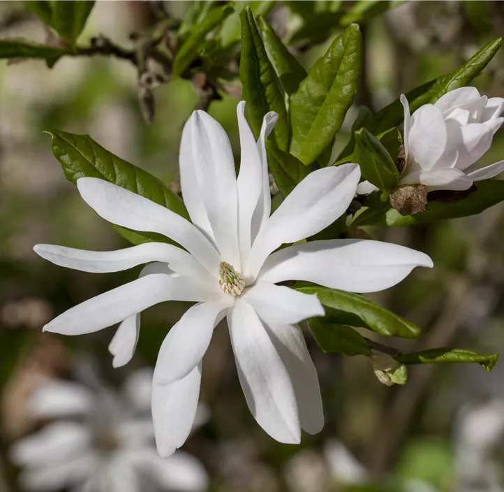 Sternmagnolie