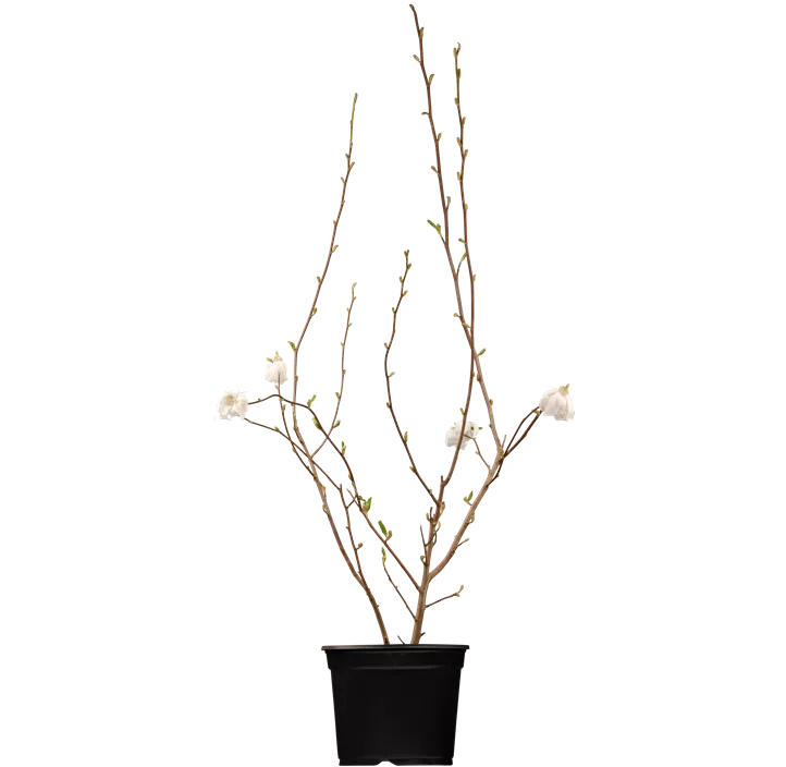 Sternmagnolie
