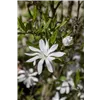 bellaflora Gartencenter GmbH