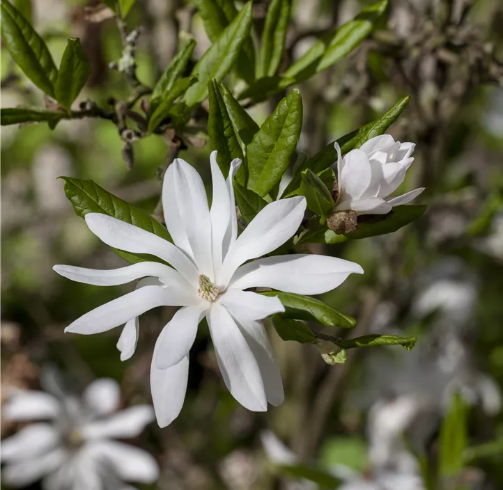 Sternmagnolie