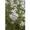 bellaflora Gartencenter GmbH