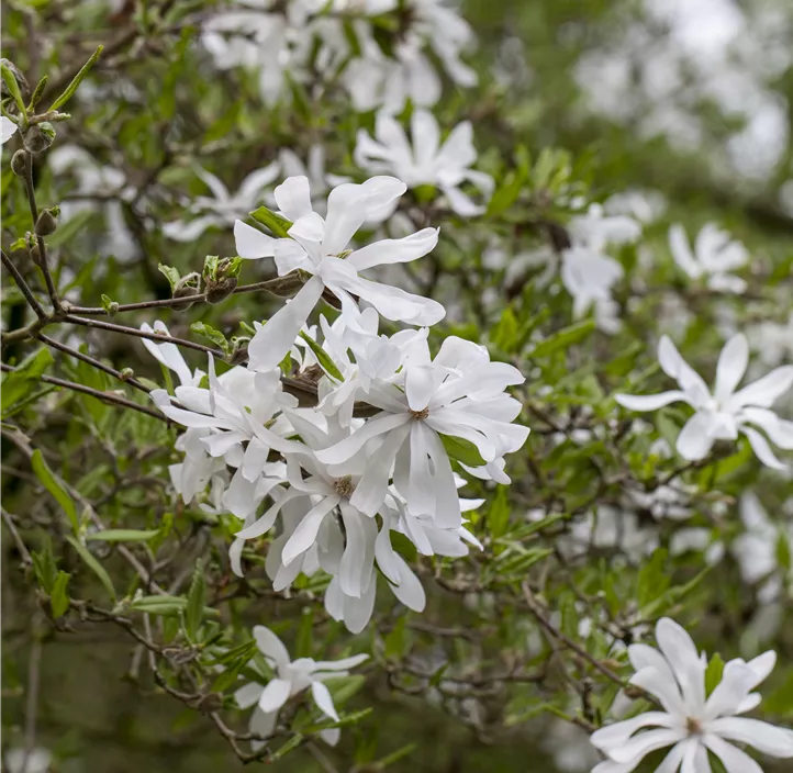 Sternmagnolie