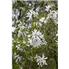 bellaflora Gartencenter GmbH