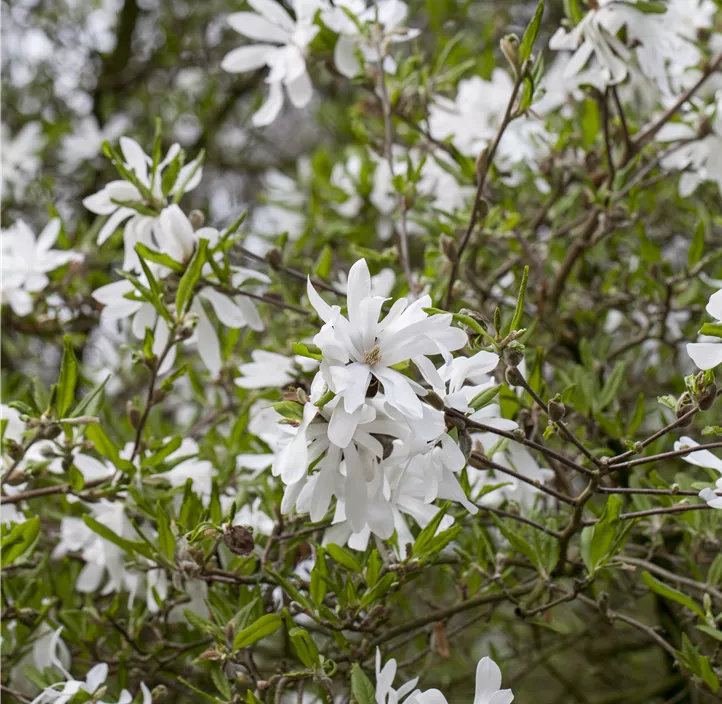 Sternmagnolie