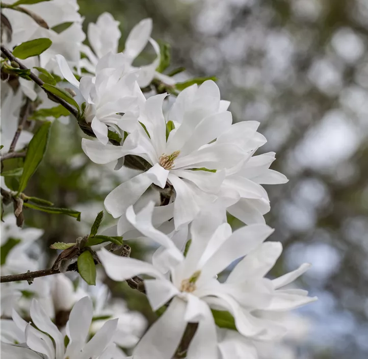 Sternmagnolie