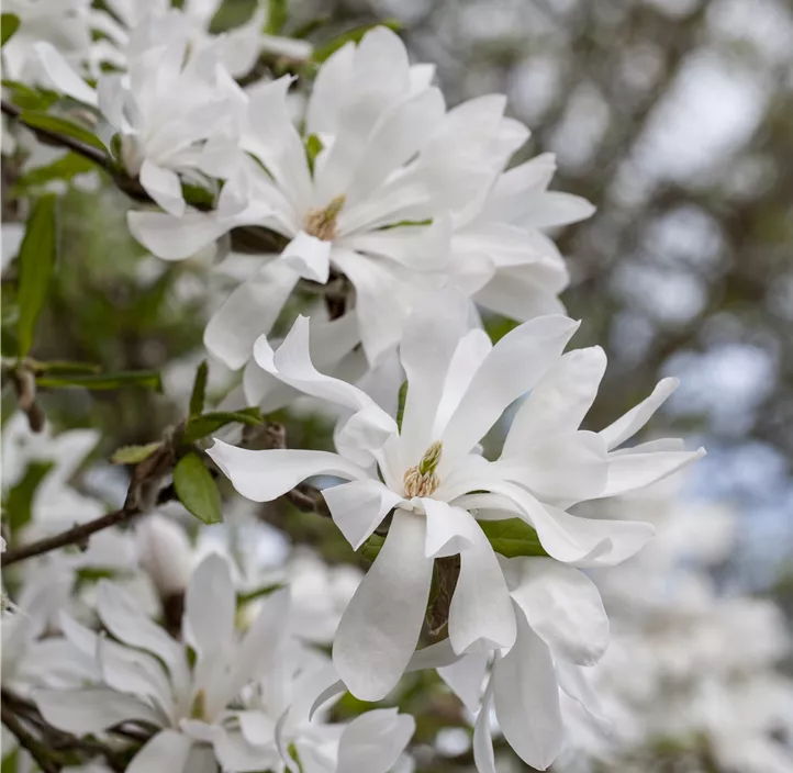 Sternmagnolie