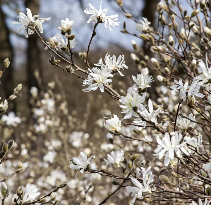 Sternmagnolie
