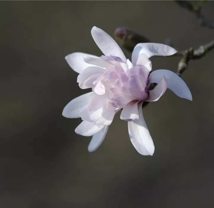 Rosa Sternmagnolie 'Rosea'