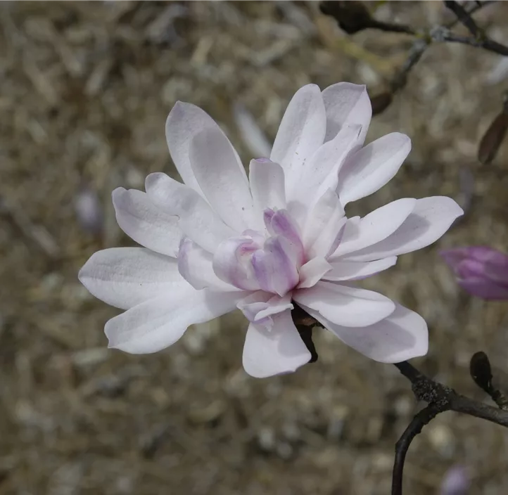 Rosa Sternmagnolie 'Rosea'