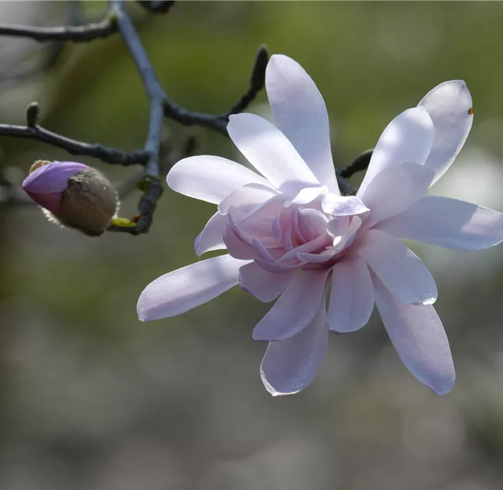 Rosa Sternmagnolie 'Rosea'