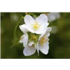 bellaflora Gartencenter GmbH