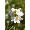 bellaflora Gartencenter GmbH