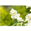 bellaflora Gartencenter GmbH