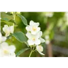 bellaflora Gartencenter GmbH