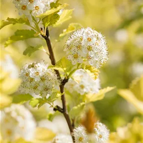 Physocarpus opulifolius Dart's Gold (Lieferartikel)