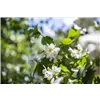 bellaflora Gartencenter GmbH