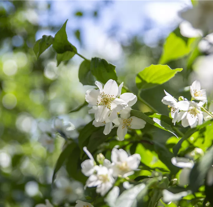 Duftender Bauernjasmin