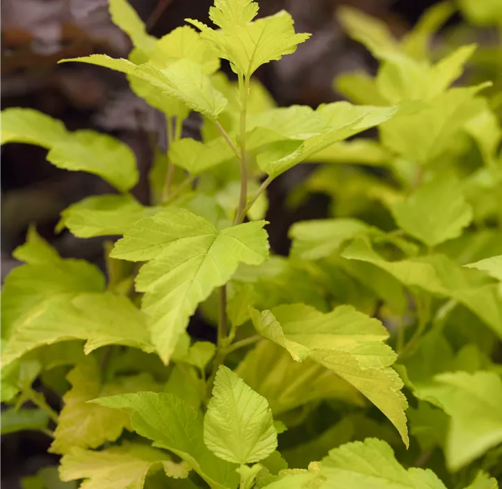Fasanenspiere 'Dart´s Gold'