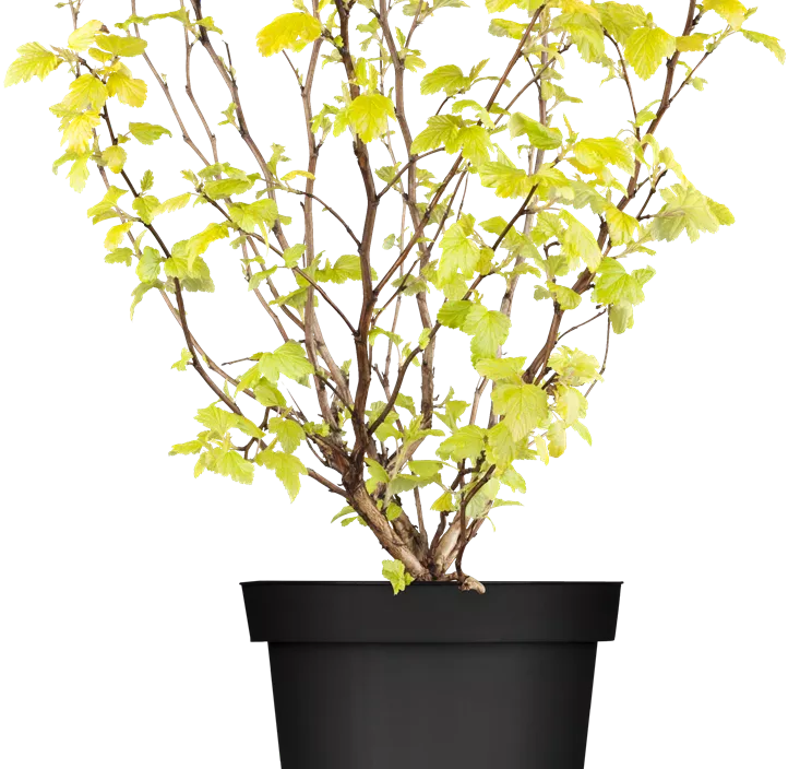 Fasanenspiere 'Dart´s Gold'