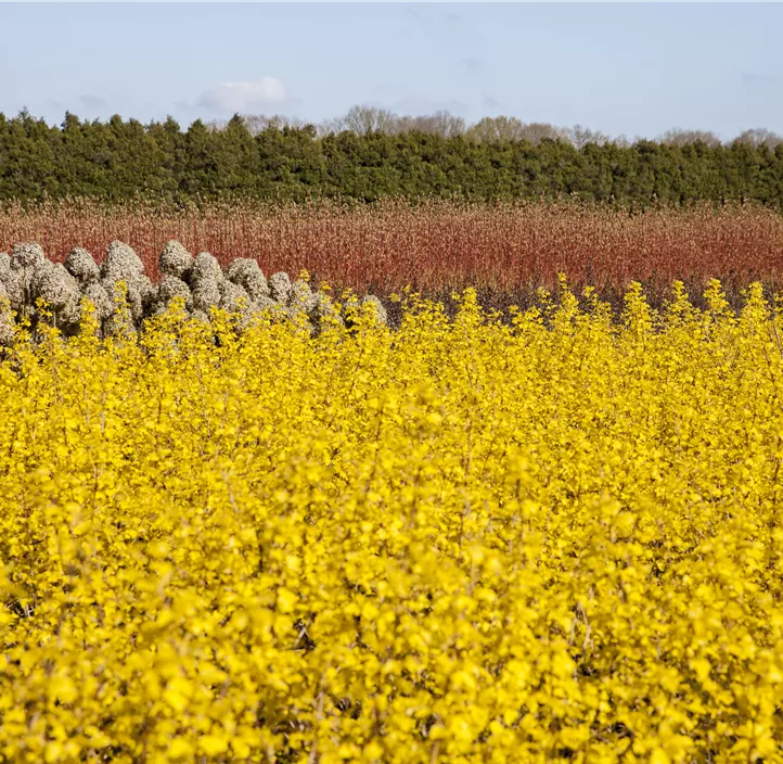 Fasanenspiere 'Dart´s Gold'