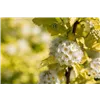 bellaflora Gartencenter GmbH