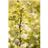 bellaflora Gartencenter GmbH