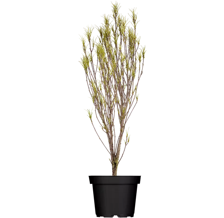 Farnblättriger Faulbaum 'Fine Line'®