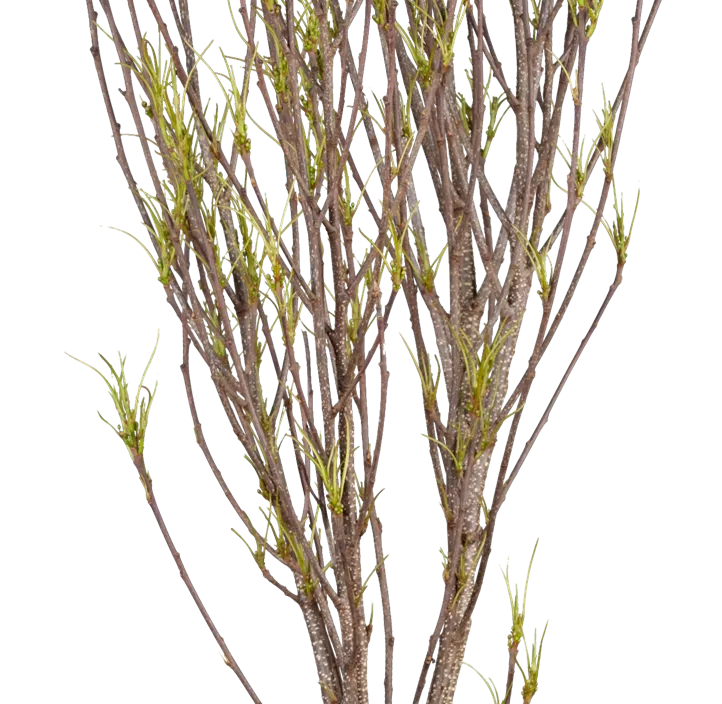 Farnblättriger Faulbaum 'Fine Line'® Farnblättriger Faulbaum 'Fine Line'®