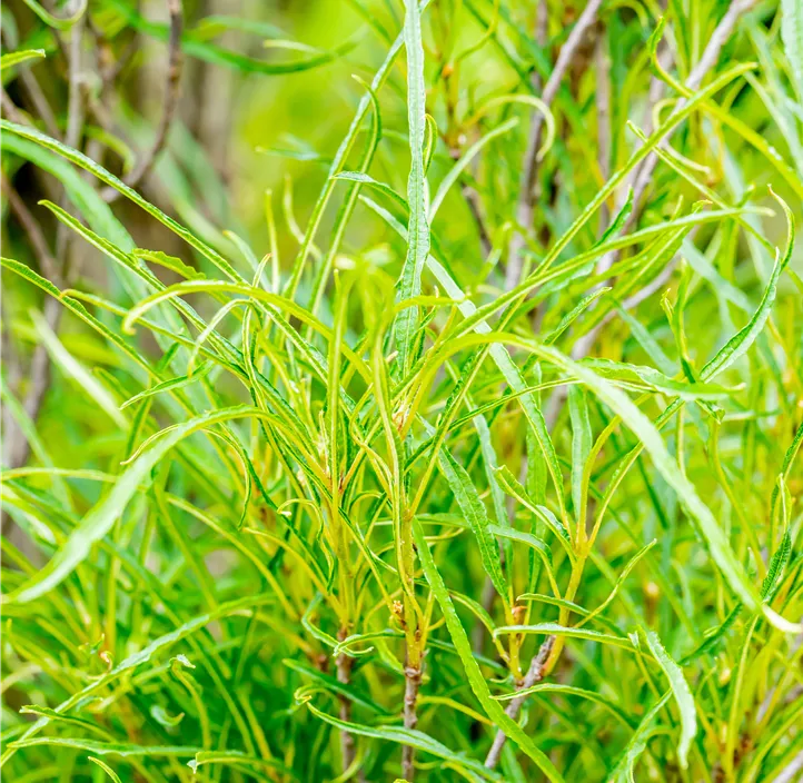 Farnblättriger Faulbaum 'Fine Line'®