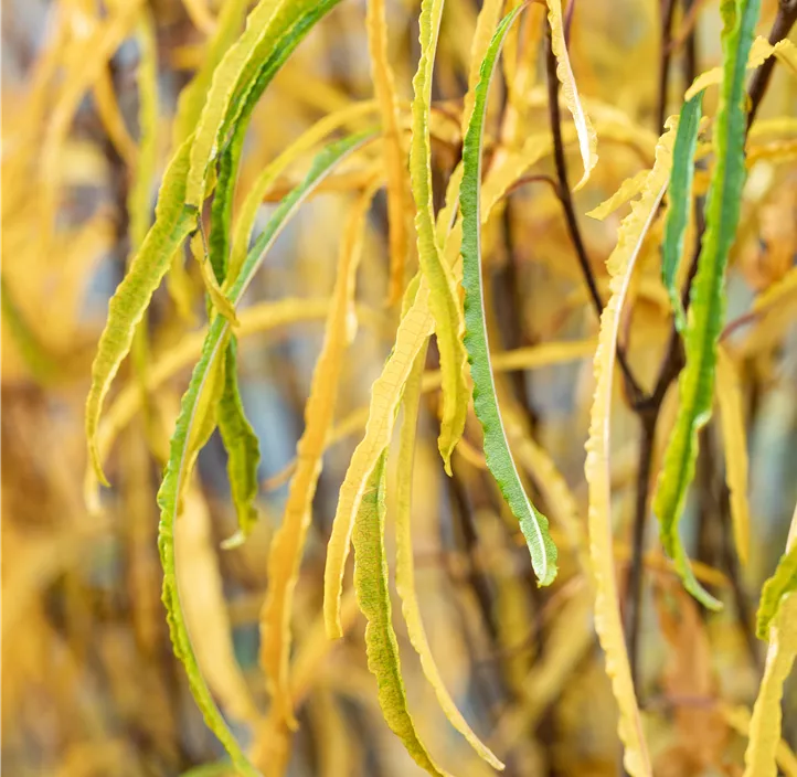 Farnblättriger Faulbaum 'Fine Line'®