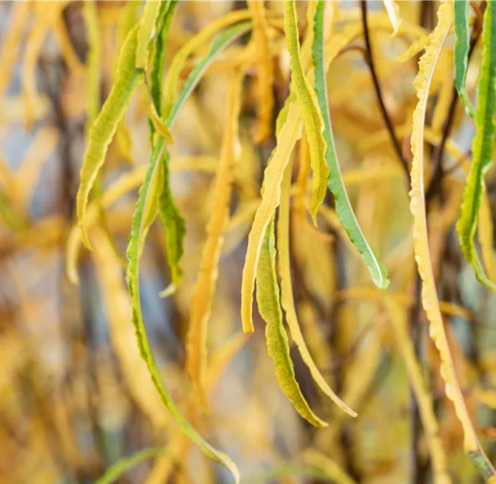 Farnblättriger Faulbaum 'Fine Line'®