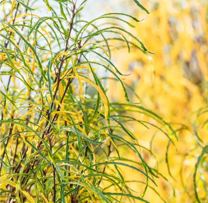 Farnblättriger Faulbaum 'Fine Line'®