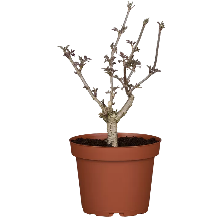 Schwarzer Holunder 'Haschberg'