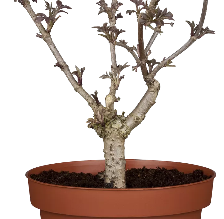 Schwarzer Holunder 'Haschberg'