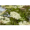 bellaflora Gartencenter GmbH