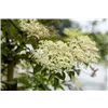 bellaflora Gartencenter GmbH