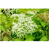 bellaflora Gartencenter GmbH
