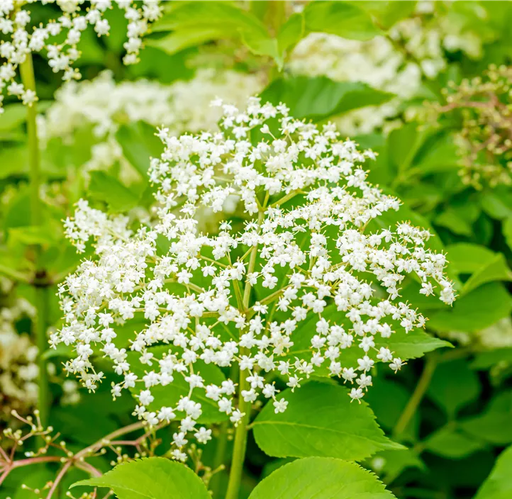 Schwarzer Holunder 'Haschberg'